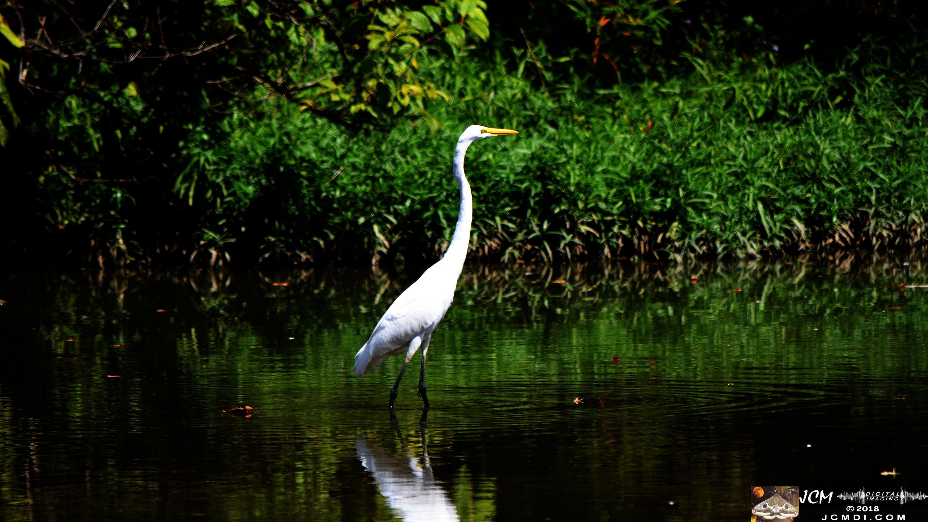 A White Egret at Old Hickory Lake.jpg